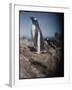Gentoo Penguins on Deception Island, Antarctica-Paul Souders-Framed Photographic Print