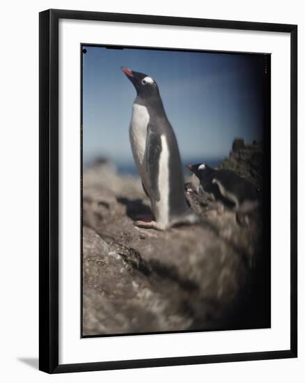 Gentoo Penguins on Deception Island, Antarctica-Paul Souders-Framed Photographic Print