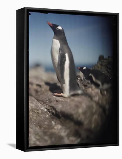 Gentoo Penguins on Deception Island, Antarctica-Paul Souders-Framed Stretched Canvas