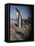 Gentoo Penguins on Deception Island, Antarctica-Paul Souders-Framed Stretched Canvas