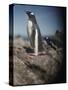 Gentoo Penguins on Deception Island, Antarctica-Paul Souders-Stretched Canvas