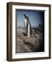 Gentoo Penguins on Deception Island, Antarctica-Paul Souders-Framed Photographic Print