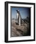 Gentoo Penguins on Deception Island, Antarctica-Paul Souders-Framed Photographic Print