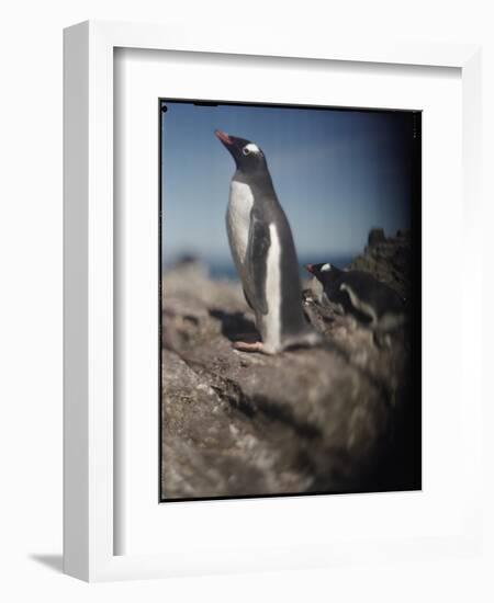 Gentoo Penguins on Deception Island, Antarctica-Paul Souders-Framed Photographic Print