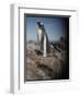 Gentoo Penguins on Deception Island, Antarctica-Paul Souders-Framed Photographic Print