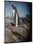 Gentoo Penguins on Deception Island, Antarctica-Paul Souders-Mounted Photographic Print