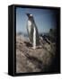 Gentoo Penguins on Deception Island, Antarctica-Paul Souders-Framed Stretched Canvas