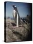 Gentoo Penguins on Deception Island, Antarctica-Paul Souders-Stretched Canvas