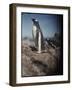 Gentoo Penguins on Deception Island, Antarctica-Paul Souders-Framed Photographic Print