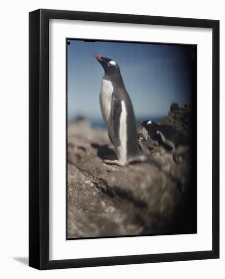 Gentoo Penguins on Deception Island, Antarctica-Paul Souders-Framed Photographic Print