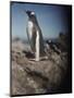 Gentoo Penguins on Deception Island, Antarctica-Paul Souders-Mounted Photographic Print