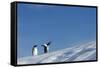 Gentoo Penguins on Iceberg, Antarctica-Paul Souders-Framed Stretched Canvas