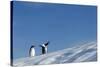 Gentoo Penguins on Iceberg, Antarctica-Paul Souders-Stretched Canvas