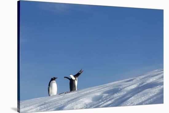 Gentoo Penguins on Iceberg, Antarctica-Paul Souders-Stretched Canvas