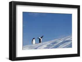 Gentoo Penguins on Iceberg, Antarctica-Paul Souders-Framed Premium Photographic Print