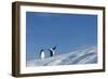 Gentoo Penguins on Iceberg, Antarctica-Paul Souders-Framed Photographic Print