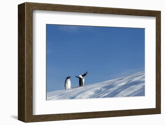 Gentoo Penguins on Iceberg, Antarctica-Paul Souders-Framed Photographic Print