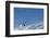 Gentoo Penguins on Iceberg, Antarctica-Paul Souders-Framed Photographic Print