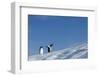 Gentoo Penguins on Iceberg, Antarctica-Paul Souders-Framed Photographic Print