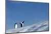 Gentoo Penguins on Iceberg, Antarctica-Paul Souders-Mounted Photographic Print