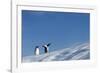 Gentoo Penguins on Iceberg, Antarctica-Paul Souders-Framed Photographic Print