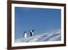 Gentoo Penguins on Iceberg, Antarctica-Paul Souders-Framed Photographic Print