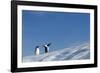 Gentoo Penguins on Iceberg, Antarctica-Paul Souders-Framed Photographic Print