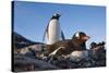 Gentoo Penguins on Petermann Island, Antarctica-Paul Souders-Stretched Canvas