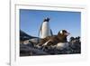 Gentoo Penguins on Petermann Island, Antarctica-Paul Souders-Framed Photographic Print