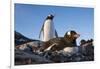 Gentoo Penguins on Petermann Island, Antarctica-Paul Souders-Framed Photographic Print