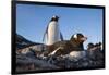 Gentoo Penguins on Petermann Island, Antarctica-Paul Souders-Framed Photographic Print