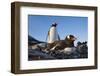 Gentoo Penguins on Petermann Island, Antarctica-Paul Souders-Framed Photographic Print