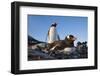 Gentoo Penguins on Petermann Island, Antarctica-Paul Souders-Framed Photographic Print