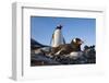 Gentoo Penguins on Petermann Island, Antarctica-Paul Souders-Framed Photographic Print