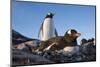 Gentoo Penguins on Petermann Island, Antarctica-Paul Souders-Mounted Photographic Print