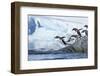 Gentoo Penguins on Petermann Island, Antarctica-Paul Souders-Framed Photographic Print