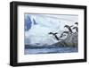 Gentoo Penguins on Petermann Island, Antarctica-Paul Souders-Framed Photographic Print