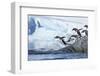 Gentoo Penguins on Petermann Island, Antarctica-Paul Souders-Framed Photographic Print