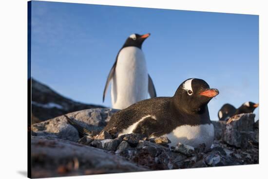 Gentoo Penguins on Petermann Island, Antarctica-Paul Souders-Stretched Canvas