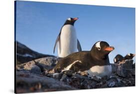 Gentoo Penguins on Petermann Island, Antarctica-Paul Souders-Stretched Canvas