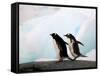 Gentoo Penguins on Rocky Shore, Antarctica-Darrell Gulin-Framed Stretched Canvas