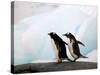 Gentoo Penguins on Rocky Shore, Antarctica-Darrell Gulin-Stretched Canvas