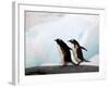 Gentoo Penguins on Rocky Shore, Antarctica-Darrell Gulin-Framed Photographic Print