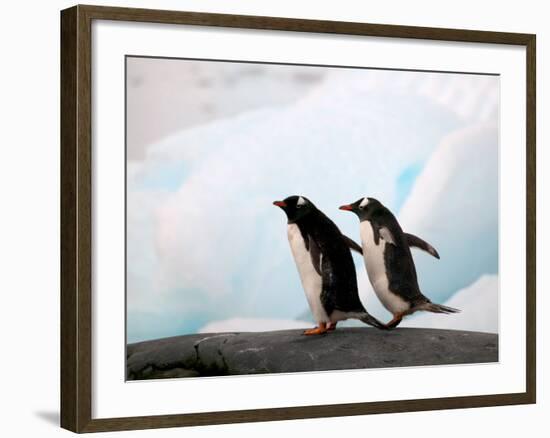 Gentoo Penguins on Rocky Shore, Antarctica-Darrell Gulin-Framed Photographic Print