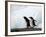 Gentoo Penguins on Rocky Shore, Antarctica-Darrell Gulin-Framed Photographic Print