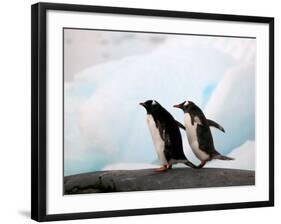 Gentoo Penguins on Rocky Shore, Antarctica-Darrell Gulin-Framed Photographic Print