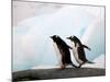 Gentoo Penguins on Rocky Shore, Antarctica-Darrell Gulin-Mounted Photographic Print