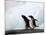 Gentoo Penguins on Rocky Shore, Antarctica-Darrell Gulin-Mounted Photographic Print