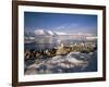 Gentoo Penguins on Wiencke Island, with Anvers Island in Distance, Antarctic Peninsula, Antarctica-Geoff Renner-Framed Photographic Print