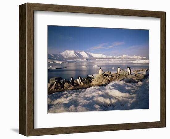 Gentoo Penguins on Wiencke Island, with Anvers Island in Distance, Antarctic Peninsula, Antarctica-Geoff Renner-Framed Photographic Print